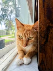 Found/Stray Male Cat last seen outside a apmt building, Boynton Beach, FL 33426
