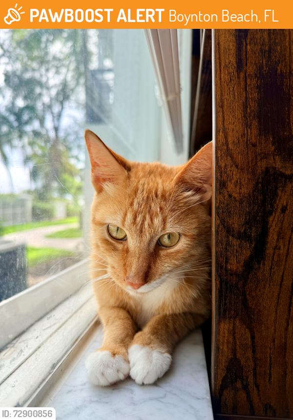 Found/Stray Male Cat last seen outside a apmt building, Boynton Beach, FL 33426