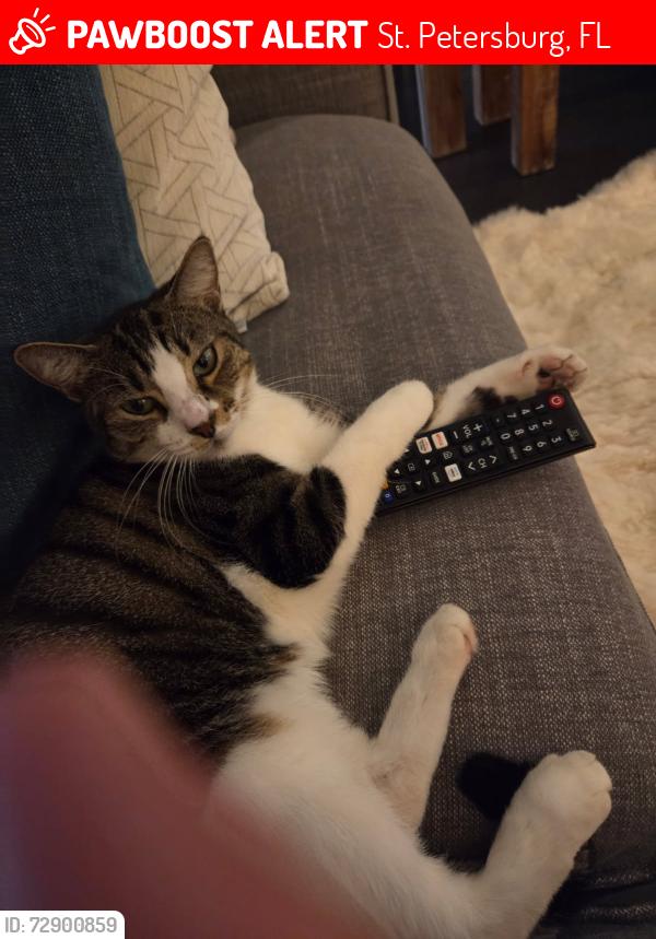 Lost Female Cat last seen Snell Isle Blvrd and Toledo Way, St. Petersburg, FL 33704