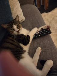 Lost Female Cat last seen Snell Isle Blvrd and Toledo Way, St. Petersburg, FL 33704