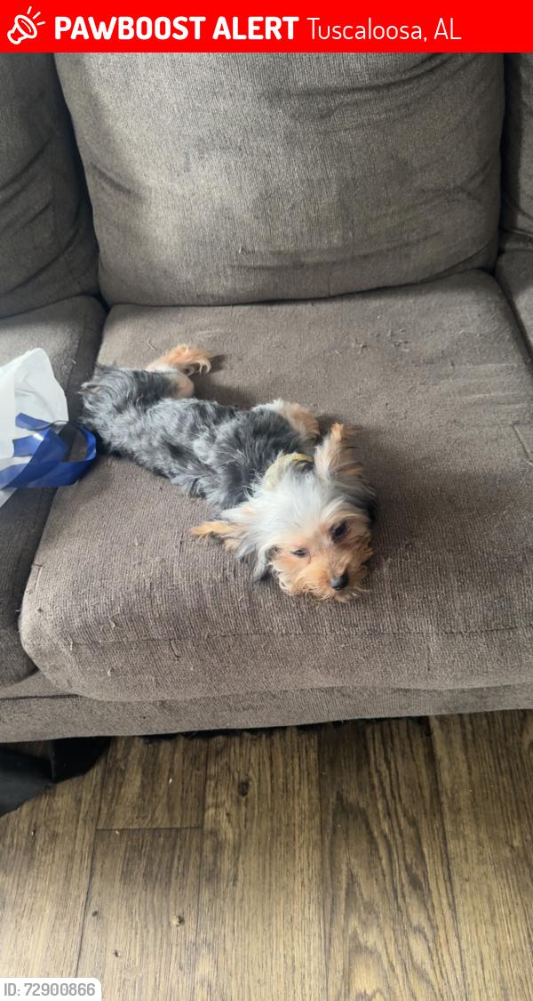 Lost Male Dog last seen Near st, Tuscaloosa, AL 35401
