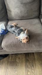 Lost Male Dog last seen Near st, Tuscaloosa, AL 35401