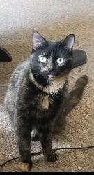 Lost Female Cat last seen Near Adelaide street , Chatham, ON N7M 3T3