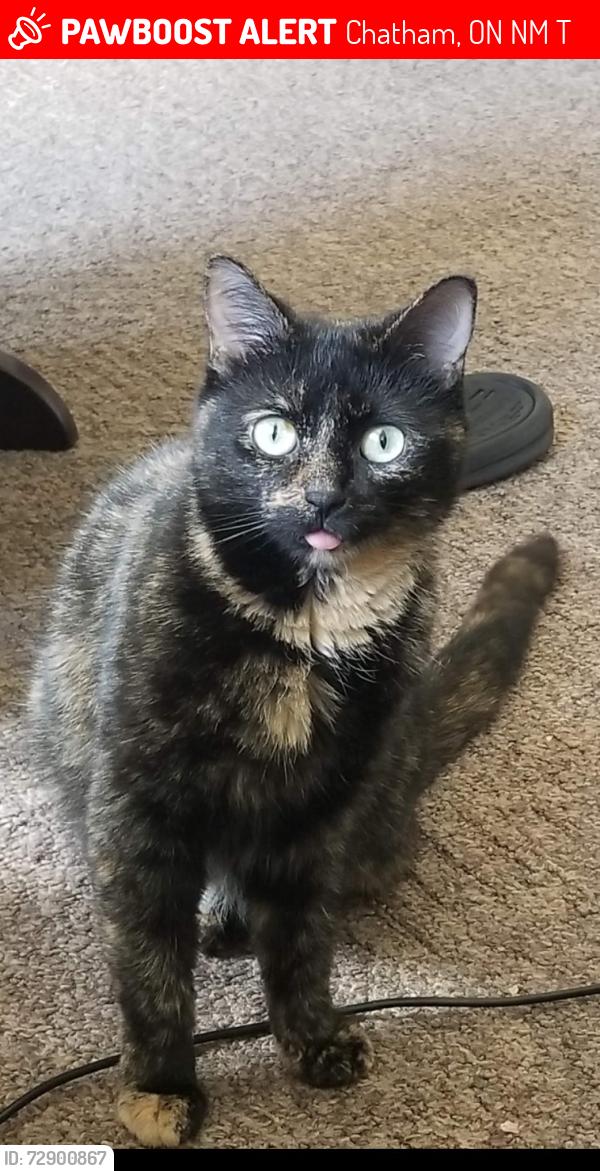 Lost Female Cat last seen Near Adelaide street , Chatham, ON N7M 3T3