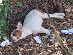 Found/Stray Female Dog last seen In the bamboos on burbank and the l.a river, Los Angeles, CA 91411