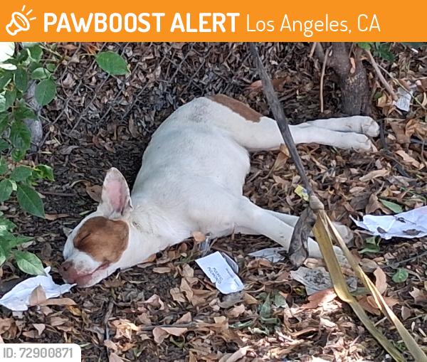 Found/Stray Female Dog last seen In the bamboos on burbank and the l.a river, Los Angeles, CA 91411