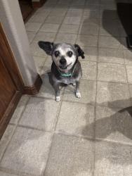 Lost Female Dog last seen E. Cross and Fairview, Tulare, CA 93274