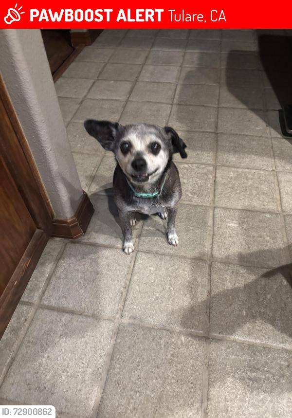Lost Female Dog last seen E. Cross and Fairview, Tulare, CA 93274