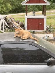 Reunited Male Cat last seen On Beck Road, Indoor Outdoor cat, Durham, NC 27704
