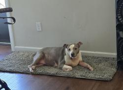 Reunited Female Dog last seen Pine st, Hamden , Hamden, CT 06514