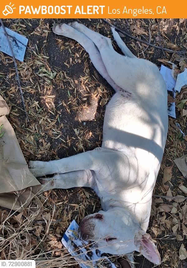 Found/Stray Female Dog last seen Burbank and n l.a river in the bamboos, Los Angeles, CA 91411