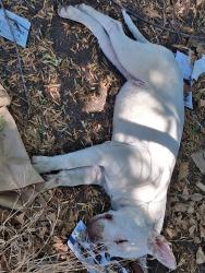 Found/Stray Female Dog last seen Burbank and n l.a river in the bamboos, Los Angeles, CA 91411