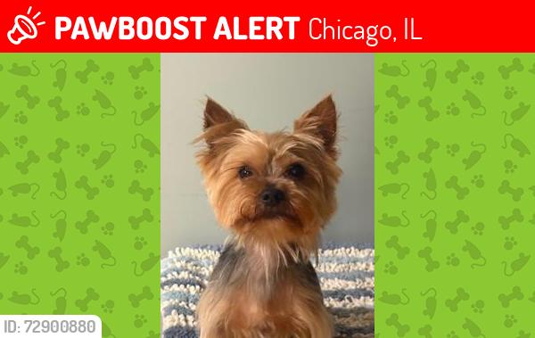 Lost Male Dog last seen 106th/ Ewing Ave , Chicago, IL 60617
