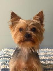 Lost Male Dog last seen 106th/ Ewing Ave , Chicago, IL 60617