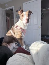 Lost Female Dog last seen Highland park high school, Topeka, KS 66605