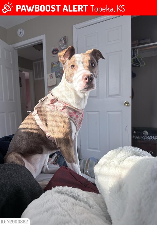 Lost Female Dog last seen Highland park high school, Topeka, KS 66605