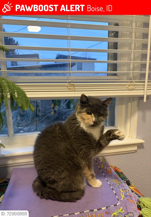 Lost Female Cat last seen 19th and Hill Road, Boise, ID 83702