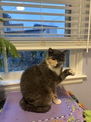 Lost Female Cat last seen 19th and Hill Road, Boise, ID 83702