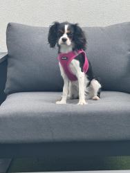 Lost Female Dog last seen Near cultural park blvd, Cape Coral, FL 33990