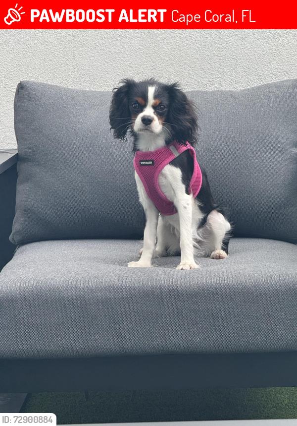 Lost Female Dog last seen Near cultural park blvd, Cape Coral, FL 33990