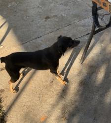 Lost Male Dog last seen Was last seen in sanford ave richmond ca, San Pablo, CA 94804