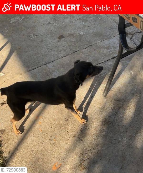 Lost Male Dog last seen Was last seen in sanford ave richmond ca, San Pablo, CA 94804