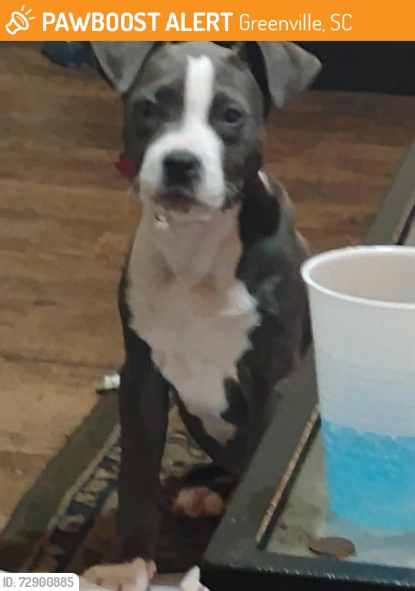 Found/Stray Female Dog last seen In front of apmt , Greenville, SC 29605