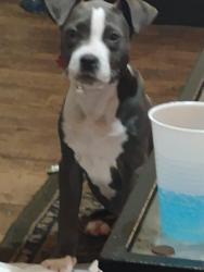 Found/Stray Female Dog last seen In front of apmt , Greenville, SC 29605