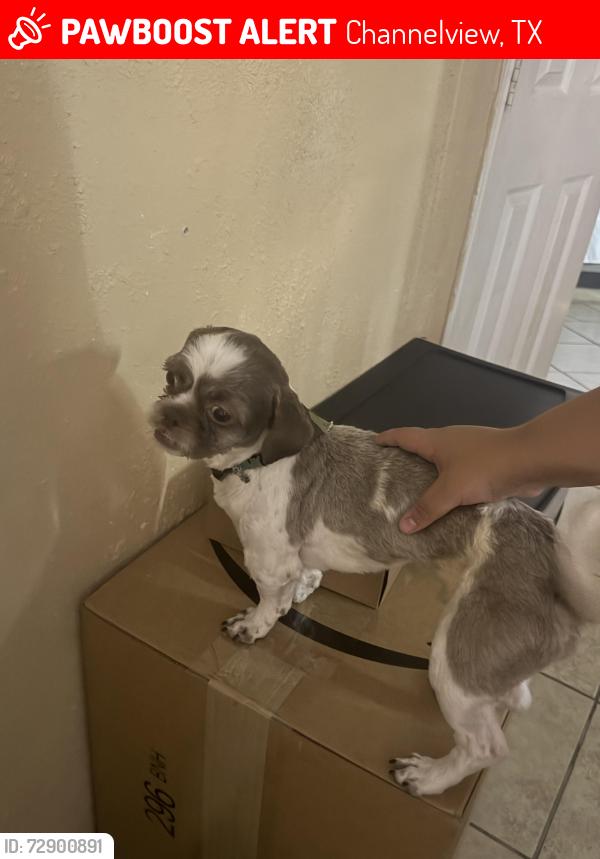 Lost Male Dog last seen Market , Channelview, TX 77530