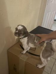 Lost Male Dog last seen Market , Channelview, TX 77530