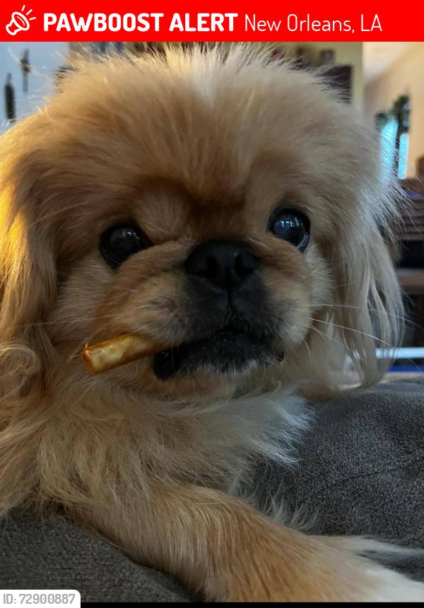 Lost Male Dog last seen Dupre St and D’Abadie, New Orleans, LA 70119