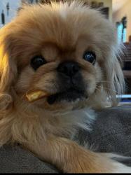 Lost Male Dog last seen Dupre St and D’Abadie, New Orleans, LA 70119