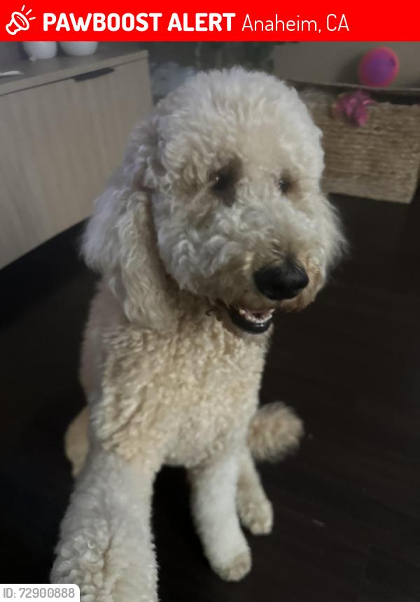 Lost Female Dog last seen Area is John’s liquor store to northwest st, Anaheim, CA 92803