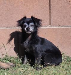 Reunited Female Dog last seen Sonoran flts North, Phoenix, AZ 85022