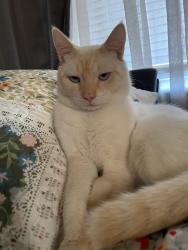 Reunited Male Cat last seen Monroe, Jackson and Florida aves , New Port Richey, FL 34653