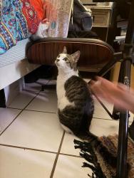 Found/Stray Unknown Cat last seen Hercules at charter Oaks and union, Clearwater, FL 33765