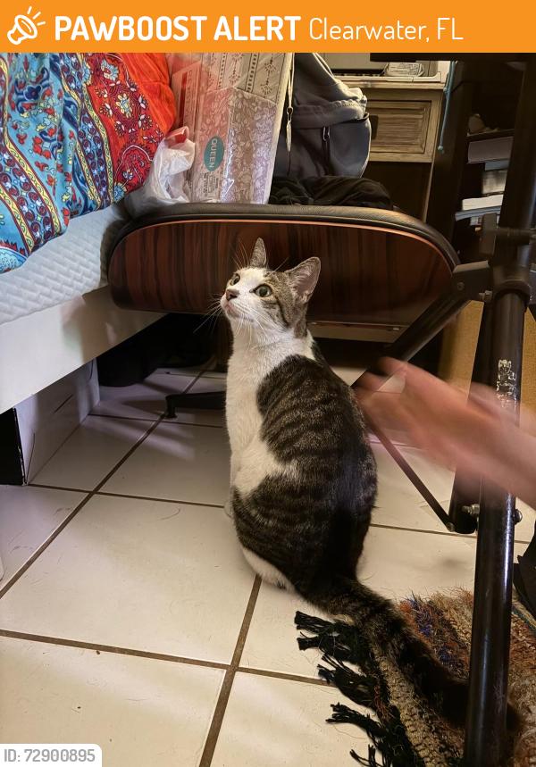 Found/Stray Unknown Cat last seen Hercules at charter Oaks and union, Clearwater, FL 33765