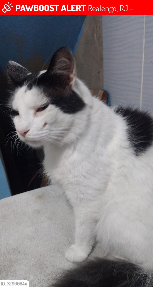 Lost Male Cat last seen Entre a Rua biguaçu 95 fundos com a rua itacorovi 75, Realengo, RJ 21765-440