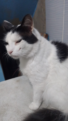 Lost Male Cat last seen Entre a Rua biguaçu 95 fundos com a rua itacorovi 75, Realengo, RJ 21765-440
