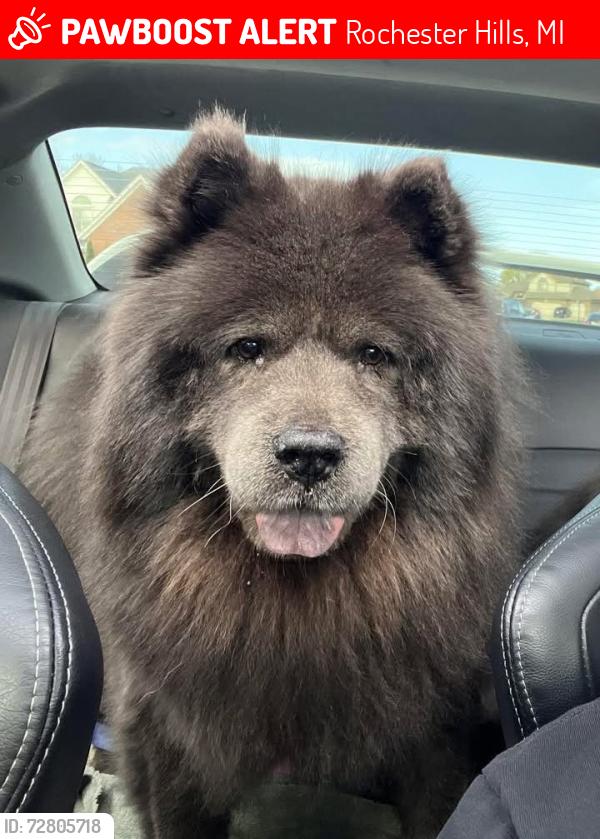 Lost Female Dog last seen Crooks and Hamlin, Rochester Hills, MI 48307
