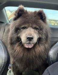 Lost Female Dog last seen Crooks and Hamlin, Rochester Hills, MI 48307