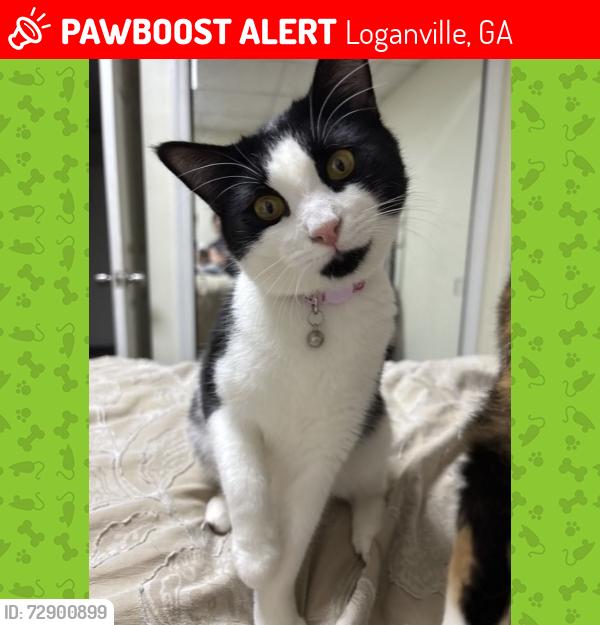 Lost Female Cat last seen Forest Dr, Loganville, GA 30052
