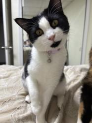 Lost Female Cat last seen Forest Dr, Loganville, GA 30052