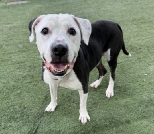 Shelter Stray Male Dog last seen , Chatsworth, CA 91311