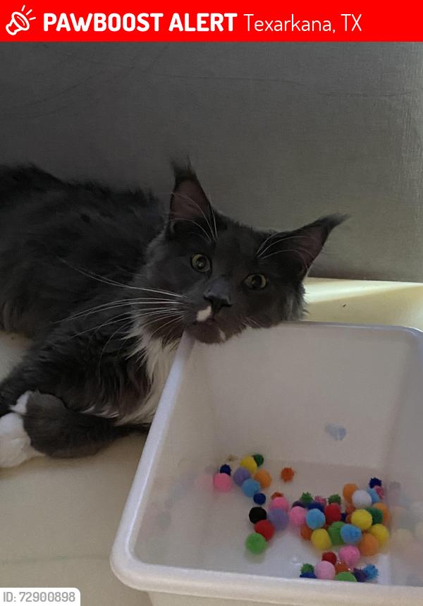 Lost Male Cat last seen Buchanan loop road/Sherry ridge/joe tyler road, Texarkana, TX 75501