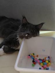 Lost Male Cat last seen Buchanan loop road/Sherry ridge/joe tyler road, Texarkana, TX 75501