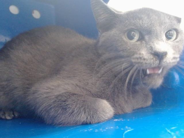 Shelter Stray Female Cat last seen , 2769 Conroy Rd, Orlando, FL 32839, USA
