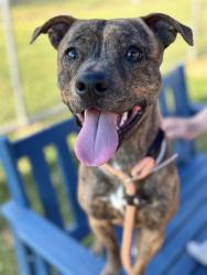 Shelter Stray Male Dog last seen Near BLOCK E JEFFERSON ST, Watterson Park, KY 40218