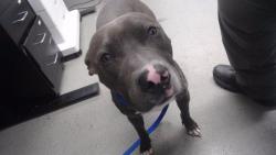Shelter Stray Male Dog last seen JOHN MUIR DR X SKYLINE, San Francisco, CA 94103