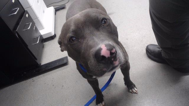 Shelter Stray Male Dog last seen JOHN MUIR DR X SKYLINE, 1419 Bryant St, San Francisco, CA 94103, USA